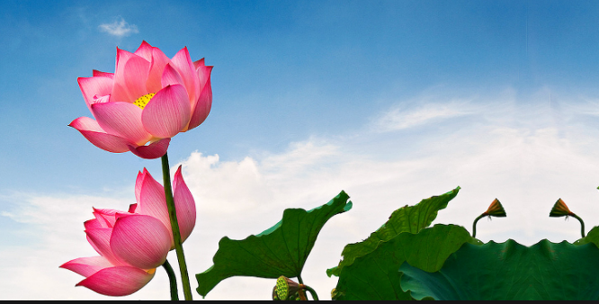 Ý NGHĨA HÌNH TƯỢNG HOA SEN TRONG PHONG THUỶ